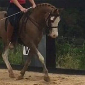 Meet your Posher, Tracie